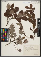 Foto von Salix appendiculata Vill.